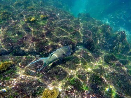 Parrot fish at Punta Espinoza, Fernandina Island, Galapagos, Ecuadorの写真素材