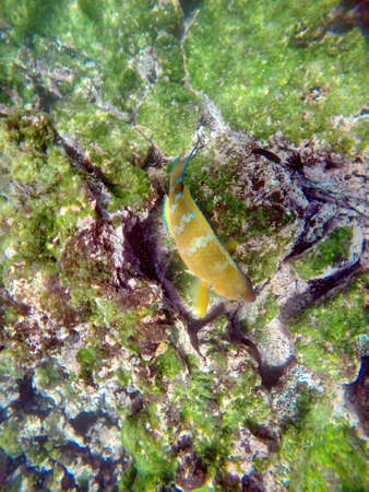 Orange parrot fish at Punta Espinoza, Fernandina Island, Galapagos, Ecuador