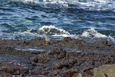 Sea bird on the edge of a tidal pool at Punta Espinoza, Fernandina Island, Galapagos, Ecuador