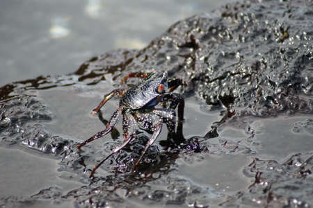 Young Sally lightfoot crab on a lava rock at Urbina Bay, Isabela Island, Galapagos, Ecuador