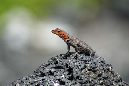 Lava lizard on a lava rock at Urbina Bay, Isabela Island, Galapagos, Ecuadorの写真素材