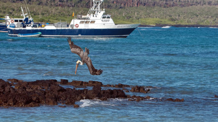 Brown pelican (Pelecanus occidentalis) diving for fish in the harbor in Puerto Ayora, Santa Cruz Island, Galapagos, Ecuadorの写真素材