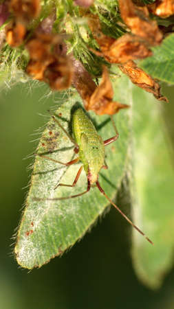 Green beetle on a leaf in Cotacachi, Ecuador