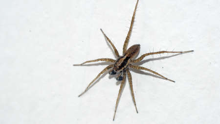 Wolf spider on a white wall in Cotacachi, Ecuador