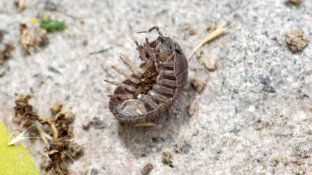 Roly-poly in a garden in Cotacachi, Ecuador