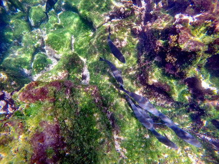 School of black fish at Punta Espinoza, Fernandina Island, Galapagos, Ecuadorの写真素材