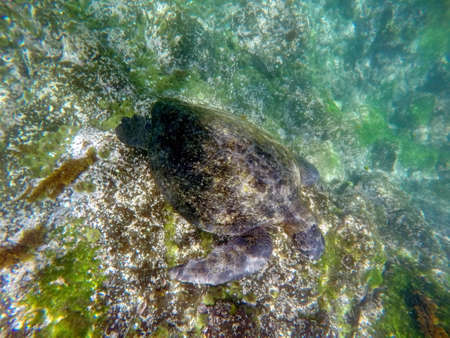 Galapagos green sea turtle underwater at Punta Espinoza, Fernandina Island, Galapagos, Ecuadorの写真素材