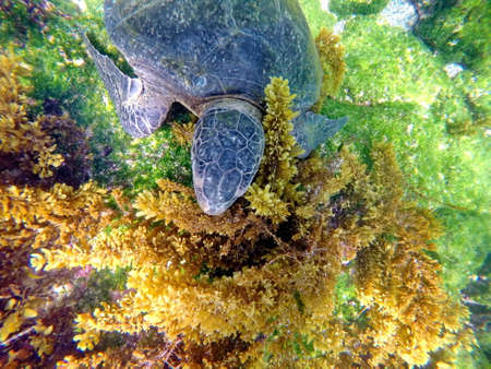 Close up of a Galapagos green sea turtle at Punta Espinoza, Fernandina Island, Galapagos, Ecuadorの写真素材