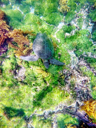 Galapagos green sea turtle underwater at Punta Espinoza, Fernandina Island, Galapagos, Ecuador
