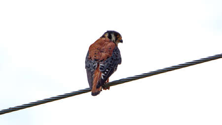 American kestrel (Falco sparverius) perched on a power line in Cotacachi, Ecuadorの写真素材