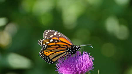 Monarch butterfly on a Scotch thistle flower in a field in Cotacachi, Ecuadorの写真素材