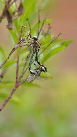 Blue dragonflies having sex in a field in Cotacachi, Ecuador
