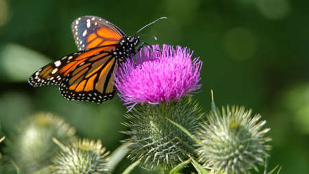 Monarch butterfly on a Scotch thistle flower in a field in Cotacachi, Ecuadorの写真素材