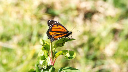 Monarch butterfly in a field in Cotacachi, Ecuadorの写真素材