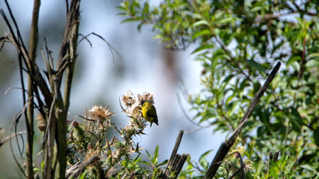 Hooded siskin (Spinus magellanicus) in the weeds in a field in Cotacachi, Ecuadorの写真素材