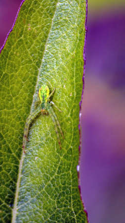 Green crab spider on a leaf in a field in Cotacachi, Ecuadorの写真素材