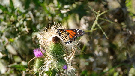 Monarch butterfly on a Scotch thistle plant in a field in Cotacachi, Ecuadorの写真素材