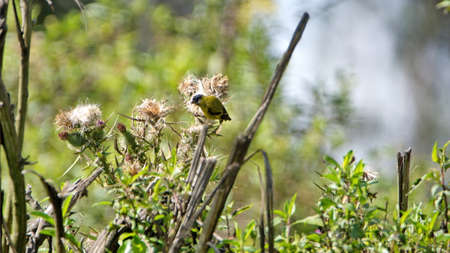 Hooded siskin (Spinus magellanicus) in the weeds in a field in Cotacachi, Ecuador