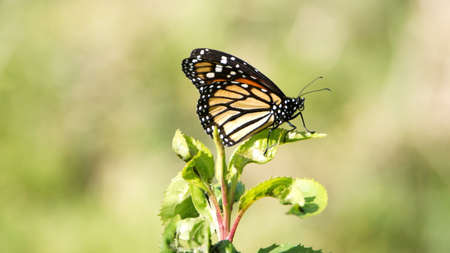 Monarch butterfly in a field in Cotacachi, Ecuador