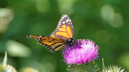 Monarch butterfly on a Scotch thistle flower in a field in Cotacachi, Ecuadorの写真素材