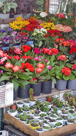 Live flowers for sale in the flower market in Cuenca, Ecuadorの写真素材