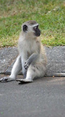 Vervet monkey sitting in the road in a neighborhood in St Lucia, South Africa