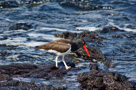 American oystercatcher (Haematopus palliates) at the edge of a tidal pool at Punta Espinoza,...
