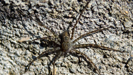 Fishing spider near El Reventador Volcano in Napo province, Ecuador