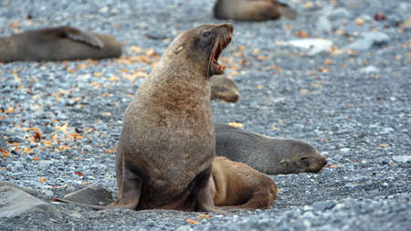 Antarctic fur seal (Arctocephalus gazella) with its mouth open on Half Moon Island, Antarcticaの写真素材
