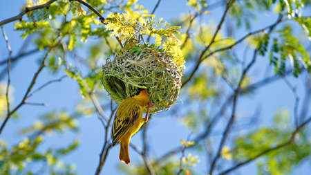 Southern masked weaver (Ploceus velatus) building a nest in a tree in a backyard in Pretoria, South Africaの写真素材