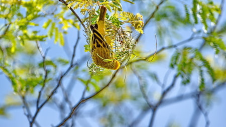 Southern masked weaver (Ploceus velatus) building a nest in a tree in a backyard in Pretoria, South Africaの写真素材