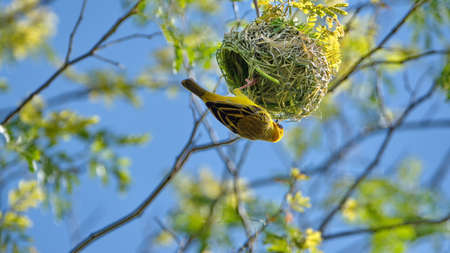 Southern masked weaver (Ploceus velatus) building a nest in a tree in a backyard in Pretoria, South Africaの写真素材