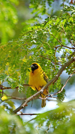 Southern masked weaver (Ploceus velatus) perched in a tree in a backyard in Pretoria, South Africaの写真素材
