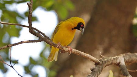Southern masked weaver (Ploceus velatus) perched in a tree in a backyard in Pretoria, South Africaの写真素材