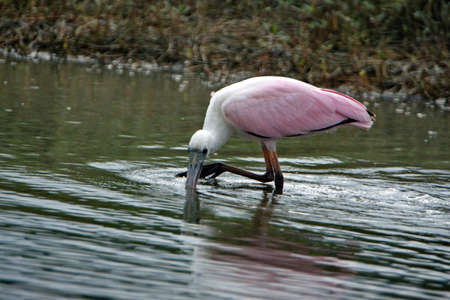 Roseate spoonbill (Platalea ajaja) foraging in a pond in Ayampe, Ecuadorの写真素材