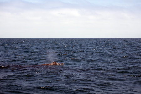Blow hole of a humpback whale in Machalilla National Park, off the coast of Puerto Lopez, Ecuadorの写真素材
