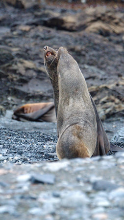 Antarctic fur seals (Arctocephalus gazella) fighting at Half Moon Island in Antarcticaの写真素材