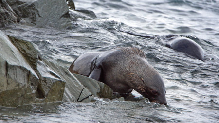 Antarctic fur seal (Arctocephalus gazella) in the bay off Half Moon Island in Antarcticaの写真素材