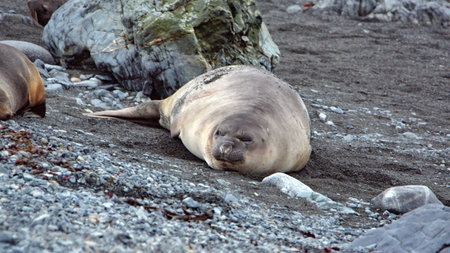 Southern elephant seal (Mirounga leonina) on the beach at Half Moon Island in Antarcticaの写真素材