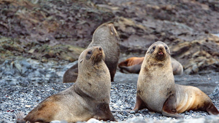 Antarctic fur seals (Arctocephalus gazella) on the beach at Half Moon Island in Antarcticaの写真素材