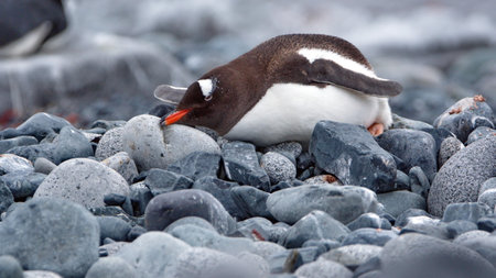 Gentoo penguin (Pygoscelis papua) on the rocksの写真素材