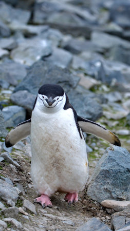 Gentoo penguin (Eudyptes chrysocome)の写真素材