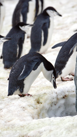 Gentoo penguins (Pygoscelis papua)