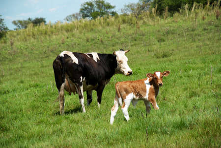 The cow and bull-calfe on the grassの写真素材