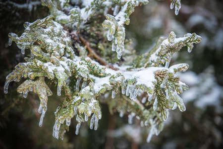 Pine branches covered with iceの写真素材