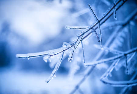 frosty tree branch in winterの写真素材