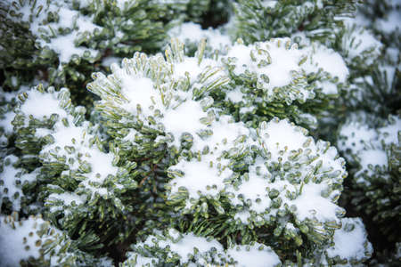 Pine branches covered with iceの写真素材