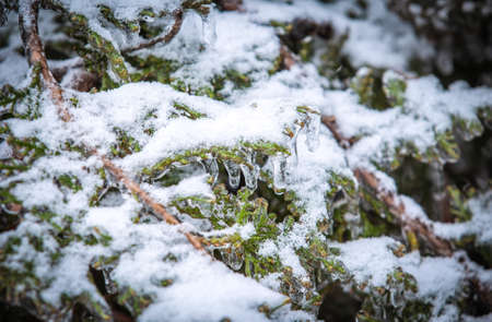 Pine branches covered with iceの写真素材