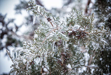 Pine branches covered with iceの写真素材