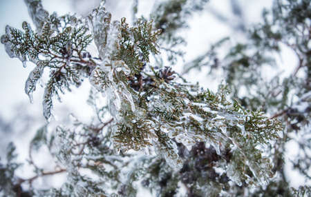 Pine branches covered with iceの写真素材